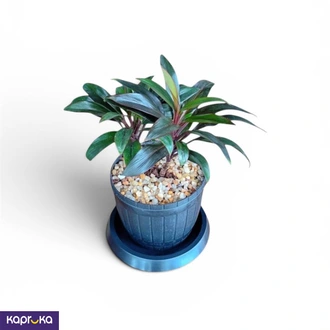 Dracaena Purple Plant Buy Flower Delivery Online for specialGifts