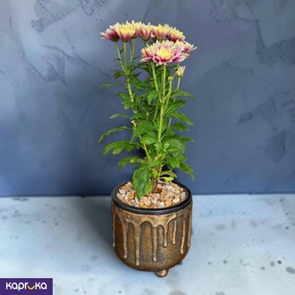 Chrysanthemum Flower Plant at Kapruka Online