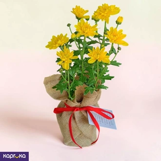 Yellow Chrysanthemum Flowering Plant Buy Flower Delivery Online for specialGifts