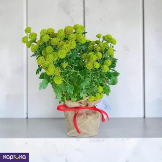 Button Chrysanthemum Flower Plant Buy Flower Delivery Online for specialGifts
