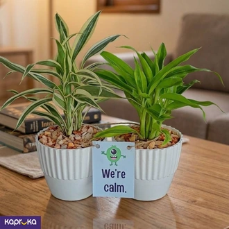 Lucky Bamboo Desk Pair  Online for none