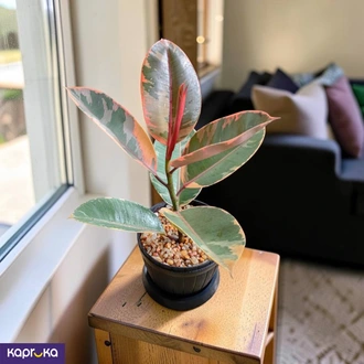 Ficus Elastica Rubber Plant Buy Flower Delivery Online for specialGifts