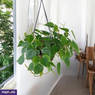 Philo Green Hanging Plant Indoor Hanging Plant  Online for none