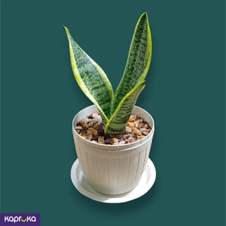 Snake Plant Superba With Tray Buy Flower Delivery Online for specialGifts