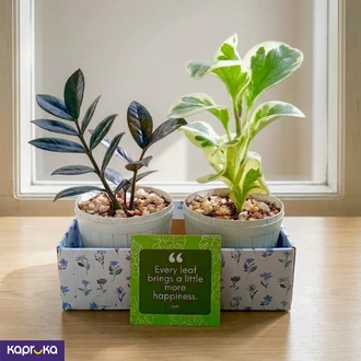 Timeless Green Plant Pair Box Buy Flower Delivery Online for specialGifts