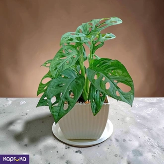 Swiss Cheese Plant With Tray Buy Leefo Online for specialGifts