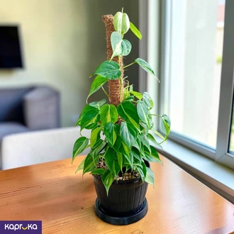 Brazil Pothos on Moss Pole Indoor Climbing Plant Sri Lanka  Online for none