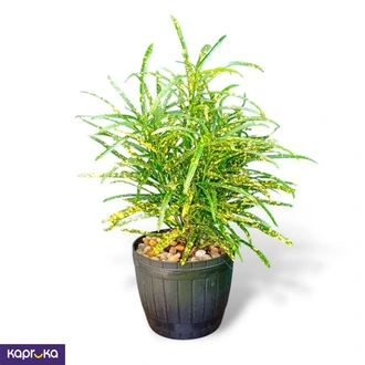 Gold Star Croton Plant with Pot - Live Plant Sri Lanka  Online for none