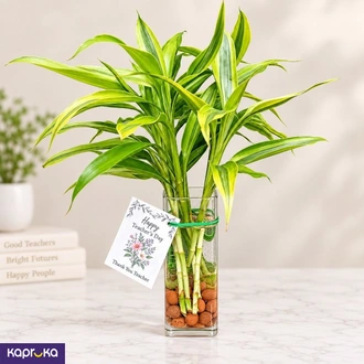 Teachers Day Lucky Bamboo Gift - 7 Stems in Glass Vase  Online for none