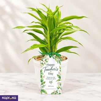Teachers Day Lucky Bamboo Plant Gift - Sri Lanka  Online for none