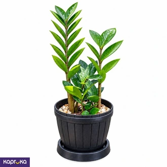 Medium Size Lucky Plant With Tray Buy Flower Delivery Online for specialGifts