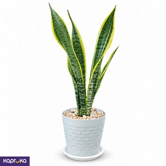 Snake Plant With Tray Buy Flower Delivery Online for specialGifts