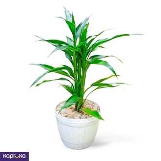 Lucky Bamboo Dark Green Desk Plant  Online for none