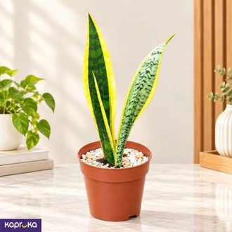Snake Plant Yellow Edges  Online for none
