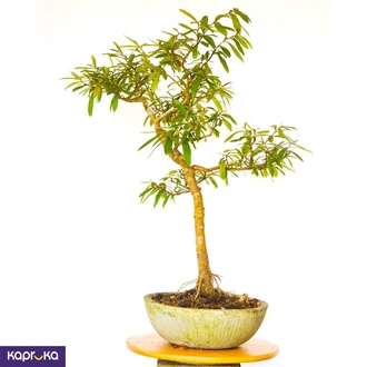 Bonsai Plant Kubuk  Online for none
