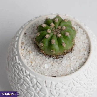 Mini Globe Cactus  Online for none