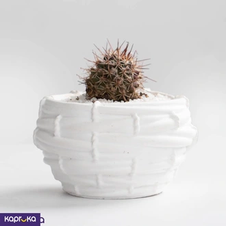 Spiky Mini Cactus Buy Dineth Plants Online for Flowers