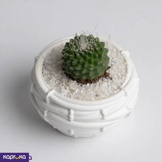 Decorative Mini Cactus Buy Flower Delivery Online for specialGifts