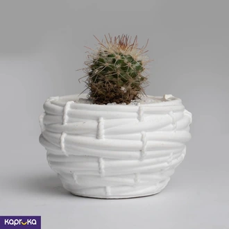 Golden Cactus  Online for none