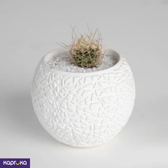Mini Cozy Cactus  Online for none
