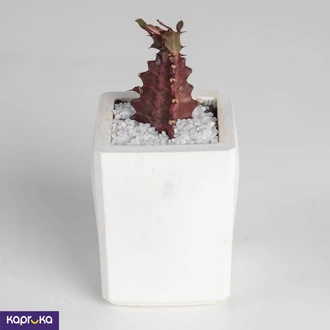 Red Crown Cactus  Online for none