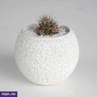 Crimson Crown Cactus  Online for none