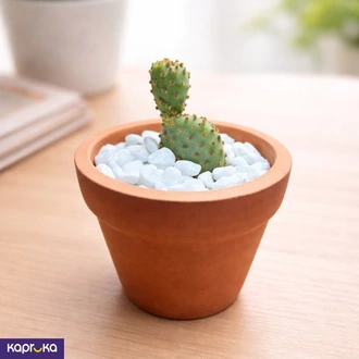 Bunny Earred Cactus Plant  Online for none
