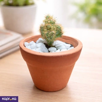 Mini Golden Cactus  Online for none