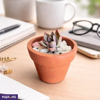 Pink Edged Echeveria Succulent  Online for none