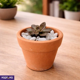 Black Knight Echeveria Succulent Buy HOME Ezy Online for HOUSEHOLD