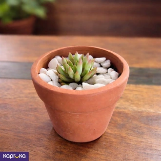 Red Tip Echeveria Succulent Buy HOME Ezy Online for HOUSEHOLD