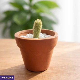 Golden Star Cactus Buy HOME Ezy Online for HOUSEHOLD