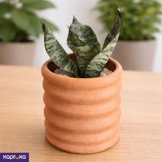 Mini Snake Plant  Online for none