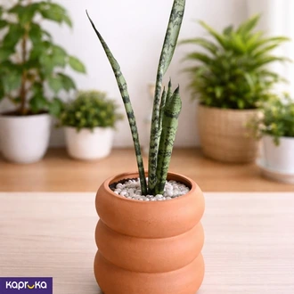 Snake Plant  Online for none