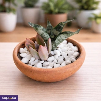 Mini Snake Plant And Succulent Terracotta Arrangement Buy HOME Ezy Online for HOUSEHOLD