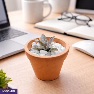 Ghost Echeveria Succulent  Online for none