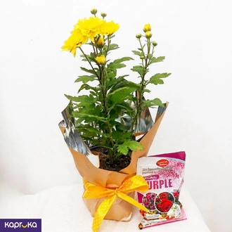 Yellow Chrysanthemum Plant With Fertilizer Pack  Online for none
