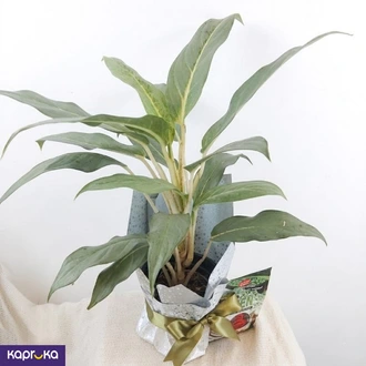 Indoor Plant Light Green Aglaonema  Online for none