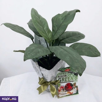 Indoor Plant Light Green Aglaonema  Online for none
