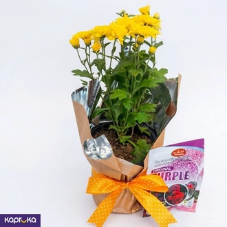 Bright Yellow Chrysanthemum Plant With A Fertilizer Pack  Online for none