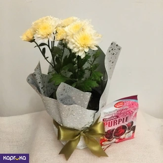 Off White Chrysanthemum Plant With A Fertilizer Packet Buy Flower Delivery Online for specialGifts