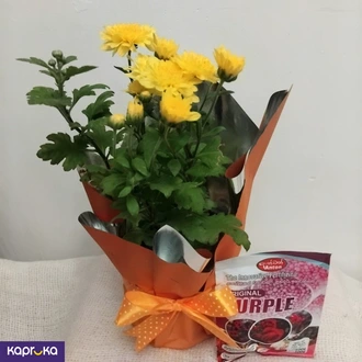 Bright Yellow Chrysanthemum Plant With A Fertilizer Packet Buy Flower Delivery Online for specialGifts