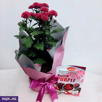 Dark Purple Chrysanthemum Plant With A Fertilizer Packet Buy Flower Delivery Online for specialGifts