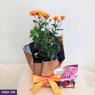 Dark Yellow Chrysanthemum Plant With A Fertilizer Packet Buy Flower Delivery Online for specialGifts