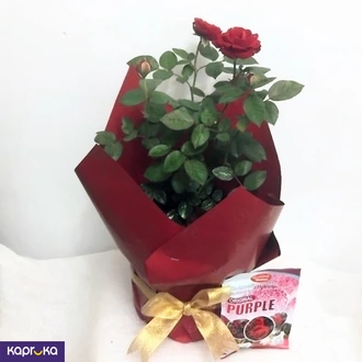 Dark Red Spray Rose Plant With A Fertilizer Packet Buy Flower Delivery Online for specialGifts