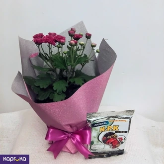 Dark Purple Chrysanthemum Plant With A Fertilizer Packet  Online for none