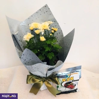 Off White Chrysanthemum Plant With A Fertilizer Packet  Online for none