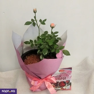 Pink Colour Spray Rose Plant With A Fertilizer Packet  Online for none