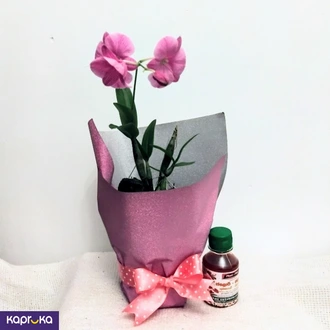 Pink Dendrobium Orchid Plant With A Fertilizer Bottle Buy Flower Delivery Online for specialGifts