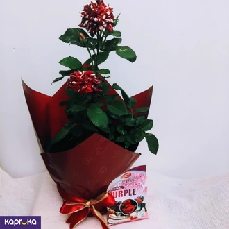 Variegated Maroon And Off White Rose Plant With A Fertilizer Packet Buy Pamunuwa Flower Centre Online for Flowers